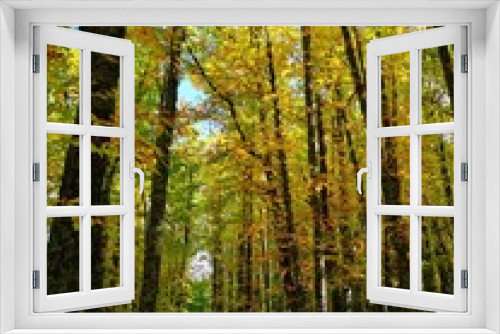 Fototapeta Naklejka Na Ścianę Okno 3D - Bosque de castaños El Tiemblo en otoño
