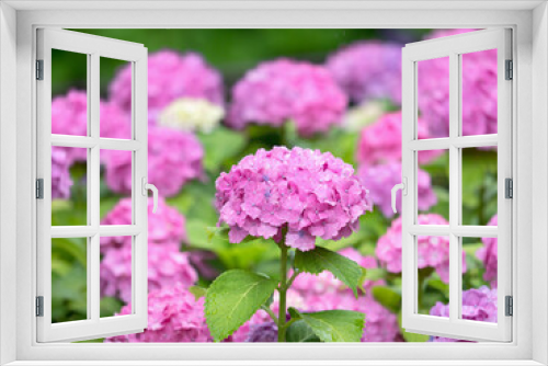Fototapeta Naklejka Na Ścianę Okno 3D - ピンクのアジサイの花