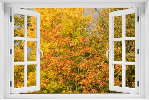 Fototapeta Naklejka Na Ścianę Okno 3D - Colorful foliage of trees at sunny autumn day.