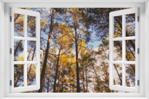 Fototapeta Naklejka Na Ścianę Okno 3D - autumn trees in the woods