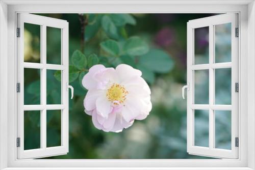 Fototapeta Naklejka Na Ścianę Okno 3D - pink rose flower