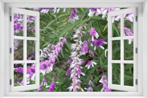 Fototapeta Naklejka Na Ścianę Okno 3D - 花とクマバチ