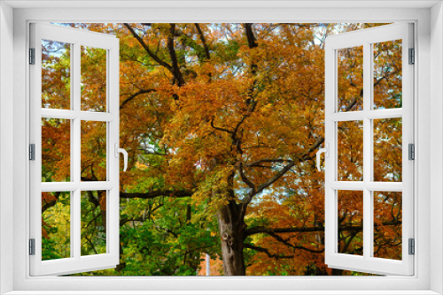 Fototapeta Naklejka Na Ścianę Okno 3D - 鳥沼の紅葉