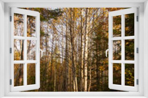 Fototapeta Naklejka Na Ścianę Okno 3D - autumn landscape yellowed leaves on trees in the forest