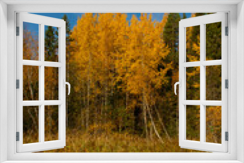 Fototapeta Naklejka Na Ścianę Okno 3D - autumn landscape yellowed leaves on trees in the forest