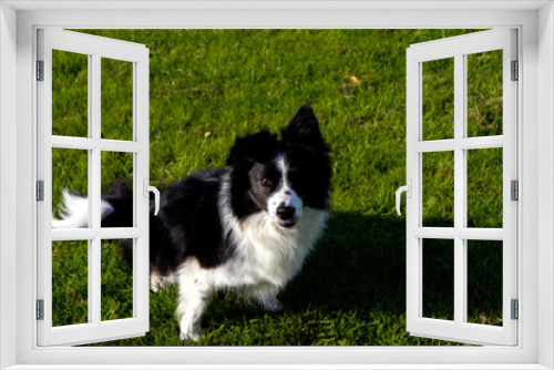 Fototapeta Naklejka Na Ścianę Okno 3D - border collie dog