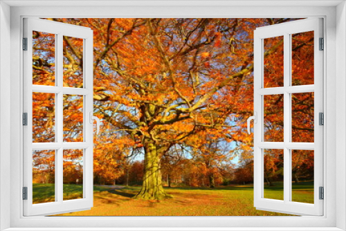 Fototapeta Naklejka Na Ścianę Okno 3D - Wide angle view of a Tree with Autumn Foliage in a park in County Durham.