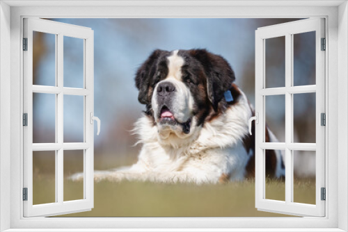 Fototapeta Naklejka Na Ścianę Okno 3D - beautiful dog