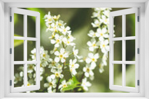 Fototapeta Naklejka Na Ścianę Okno 3D - White Young Spring Flowers Growing In Branch Of Tree in Forest