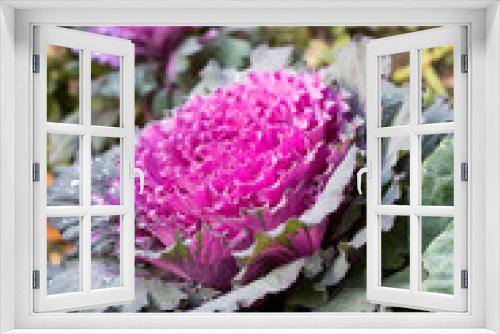 Fototapeta Naklejka Na Ścianę Okno 3D - Flowering purple cabbage.Plant of pink and green decorative cabbage growing in garden, close-up in selective focus.Beautiful ornamental purple cabbage with bright magenta and grey frilly leaves