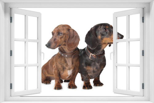 Fototapeta Naklejka Na Ścianę Okno 3D - two Dachshund dogs