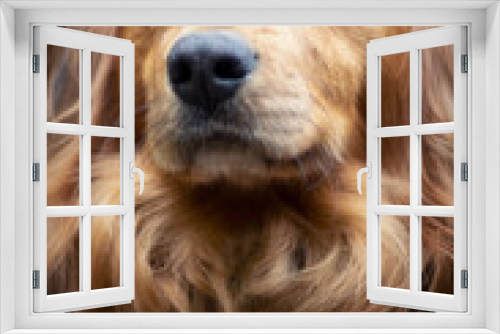 Fototapeta Naklejka Na Ścianę Okno 3D - Portrait of a long haired dachshund male dog