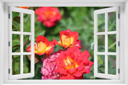 Fototapeta Naklejka Na Ścianę Okno 3D - Red and yellow roses, red, garden, spring, nature, rose, green, flowers, blossom, plant, summer, floral, bloom, flora