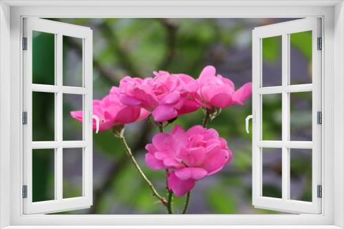 Fototapeta Naklejka Na Ścianę Okno 3D - Rosa