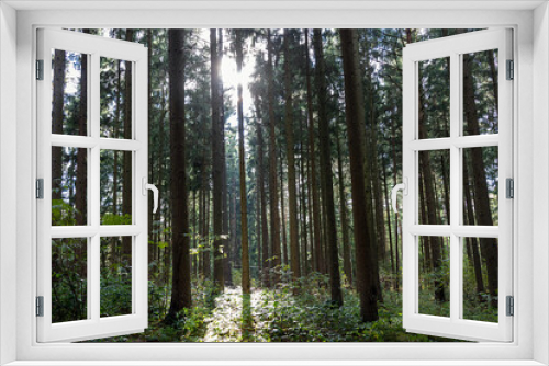 Fototapeta Naklejka Na Ścianę Okno 3D - Wald im Gegenlicht bei tiefstehender Sonne