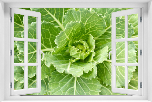Fototapeta Naklejka Na Ścianę Okno 3D - Cabbage seedlings
