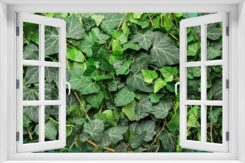 Fototapeta Naklejka Na Ścianę Okno 3D - Green ivy leaves as background
