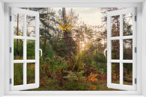Fototapeta Naklejka Na Ścianę Okno 3D - Panorama of deciduous and coniferous autumn forest backlit by sunlight