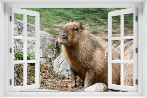 Fototapeta Naklejka Na Ścianę Okno 3D - Сapybara (Hydrochoerus hydrochaeris)