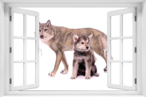 Fototapeta Naklejka Na Ścianę Okno 3D - Wolfshund Welpe mit Wolfsfigur sitzend rechts