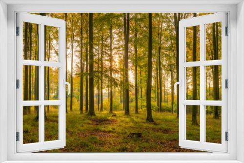 Fototapeta Naklejka Na Ścianę Okno 3D - autumn beech forest