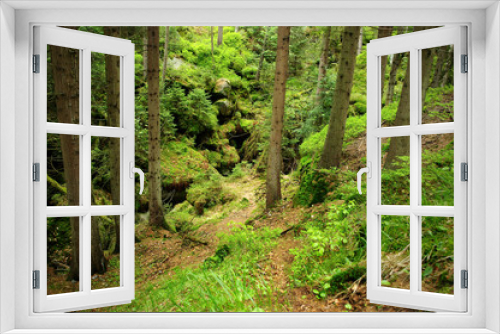Fototapeta Naklejka Na Ścianę Okno 3D - Inside the forest