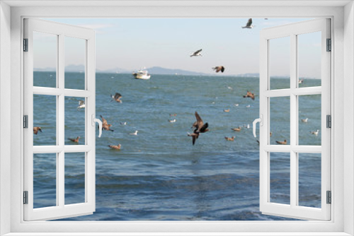 Fototapeta Naklejka Na Ścianę Okno 3D - Sagull Birds