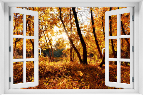 Fototapeta Naklejka Na Ścianę Okno 3D - Bushes and trees in the autumn forest in the early morning...