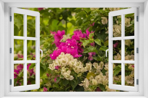 Fototapeta Naklejka Na Ścianę Okno 3D - Flores