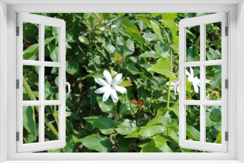 Fototapeta Naklejka Na Ścianę Okno 3D - This is white flowers with green branches