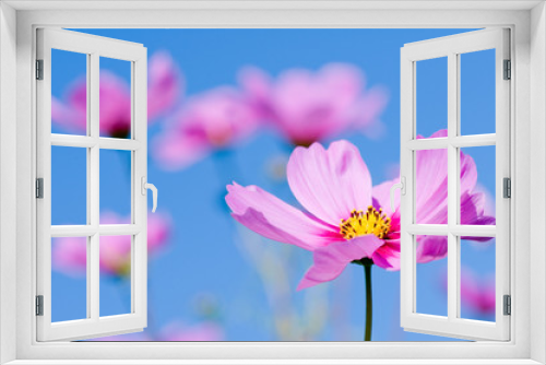 Fototapeta Naklejka Na Ścianę Okno 3D - Beautiful cosmos flowers