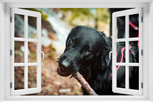 Fototapeta Naklejka Na Ścianę Okno 3D - portrait of a handsome flat coated retriever