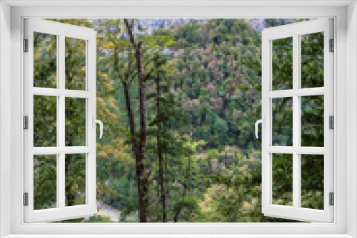 Fototapeta Naklejka Na Ścianę Okno 3D - Forest background with green trees in the temperate broadleaf and mixed forests ecoregion in southwestern Europe