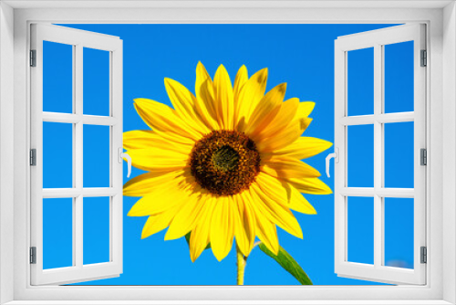 Fototapeta Naklejka Na Ścianę Okno 3D - Słonecznik