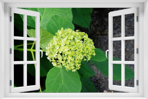 Fototapeta Naklejka Na Ścianę Okno 3D - hortensia