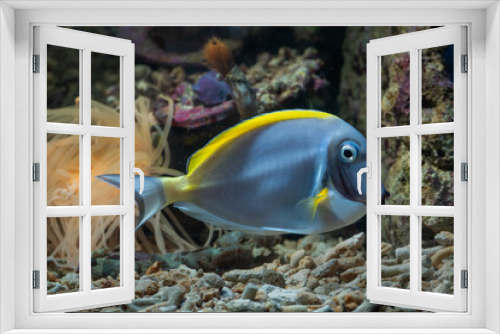Fototapeta Naklejka Na Ścianę Okno 3D - Beautiful marine fish in coral reef