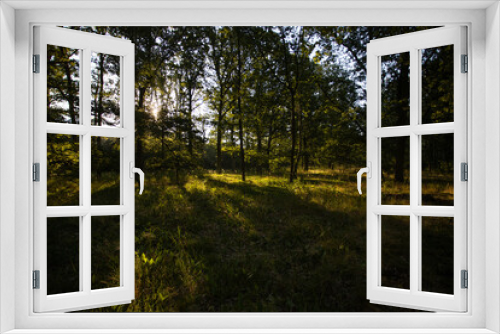 Fototapeta Naklejka Na Ścianę Okno 3D - morning sun in the forest
