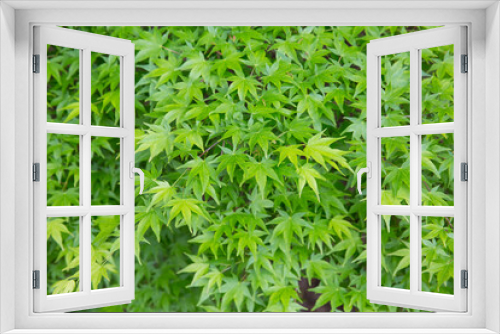 Fototapeta Naklejka Na Ścianę Okno 3D - 新緑のモミジ