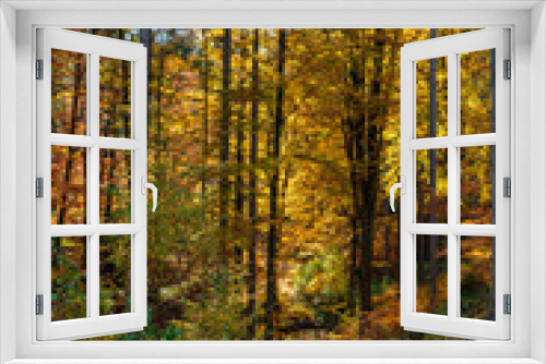 Fototapeta Naklejka Na Ścianę Okno 3D - Herbstwald in Mittelthüringen