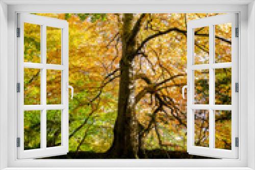 Fototapeta Naklejka Na Ścianę Okno 3D - Autumn colourful tree