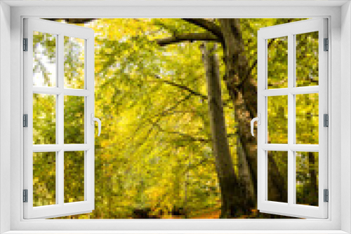 Fototapeta Naklejka Na Ścianę Okno 3D - Laubfärbung im Wald (Eilenriede) mit Bach
