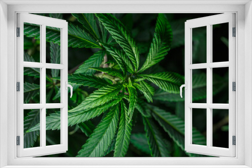 Fototapeta Naklejka Na Ścianę Okno 3D - Mature marijuana plant with bud and leaves. Marijuana plant texture on an indoor cannabis farm.The concept of Indoor grow marijuana. marijuana for recreational purposes.