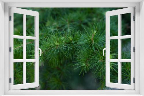 Fototapeta Naklejka Na Ścianę Okno 3D - Green pine branches coniferous needles background closeup..Blur.