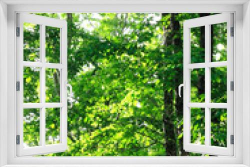 Fototapeta Naklejka Na Ścianę Okno 3D - 新緑の森
