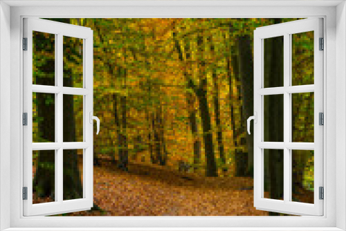 Fototapeta Naklejka Na Ścianę Okno 3D - hiking path in a fall season wood