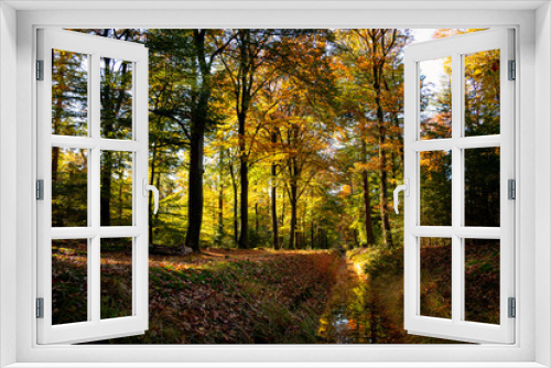 Fototapeta Naklejka Na Ścianę Okno 3D - Beautiful autumn colors with yellow, orange, red and green in the forest near the town of Hardenberg and the recreation area called 'Oldemeijer'