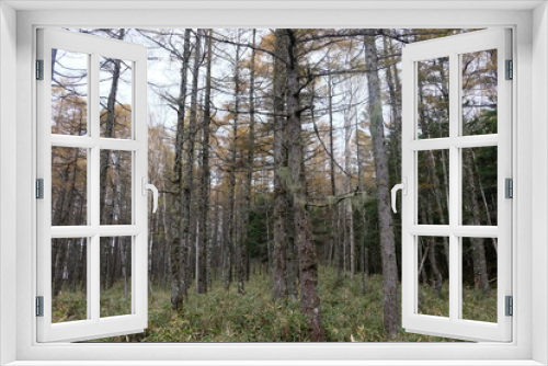 Fototapeta Naklejka Na Ścianę Okno 3D - そびえ立つ樹木たち