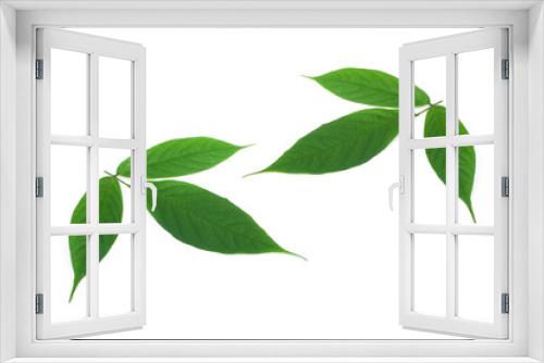 Fototapeta Naklejka Na Ścianę Okno 3D - Derris elliptica Benth leaf on white background.