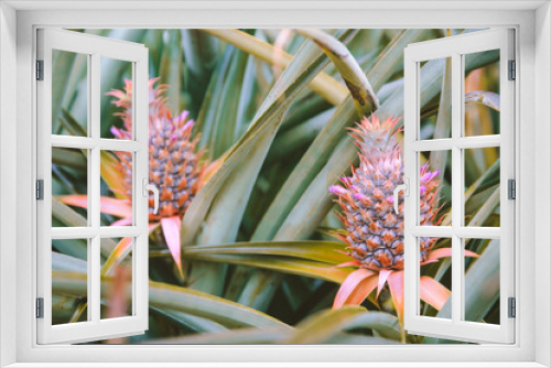 Fototapeta Naklejka Na Ścianę Okno 3D - Pineapple at Dole Plantation, Oahu, Hawaii