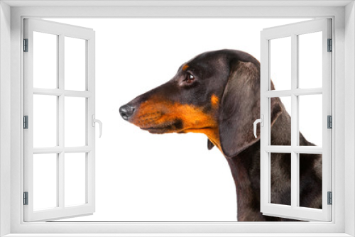 Fototapeta Naklejka Na Ścianę Okno 3D - Dachshund Dog